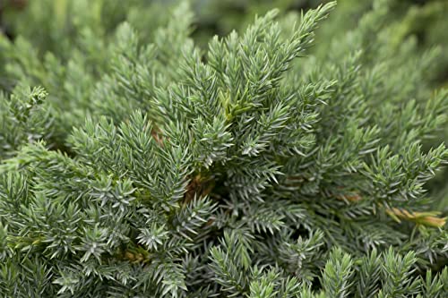 Juniperus squamata 'Blue Carpet' 20–30 cm – Winterhart, Immergrün, Pflegeleicht – Teppichwacholder – Bodendecker für Steingarten & Kübel