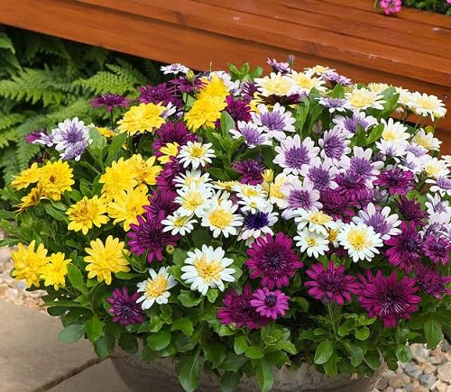 100pcs Mixed Osteospermum Flower Seeds