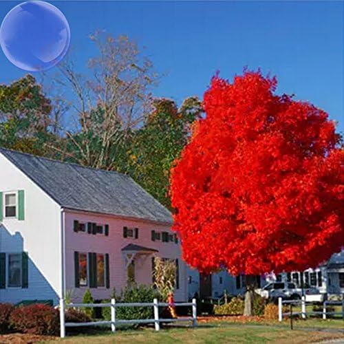 YoYoBoo DD 2016 Hot 2 Pack Maple Autumn Blaze Red Maple Tree