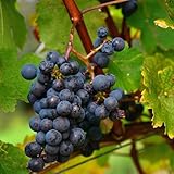 semillas decorativas de uva, uva de zapote, resistentes en ción de uvas resistentes raras, para lugares 200pcs