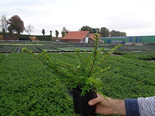 Heckenmyrte Maigrn 50 Stck Lonicera nitida 20-25 Hecke/Bodendecker T9x9 :  Amazon.de: Garten