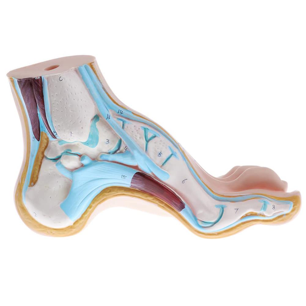 Lot de 3 pieds humains normaux arqués - Modèle anatomique coloré - En PVC