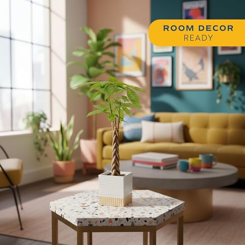 Image of Costa Farms Money Tree Live Plant | 8-10 Inches Tall | Easy to Grow Indoor Houseplant in 2.5 Inch Plant Pot | Live Bonsai Home, Office, or Room Decor | Garden, Birthday, and Housewarming Gift