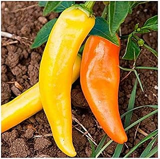 Sweet Pepper Sweet Banana Original Seeds Vegetable from Ukraine 0.3 Gram