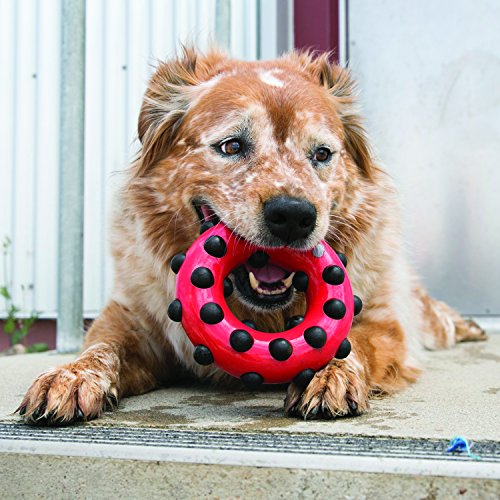 KONG – Dotz Circle – Hundespielzeug zum Kauen und zur Zahnreinigung – Für Große Hunde