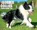 Just Border Collies 2015 Wall Calendar