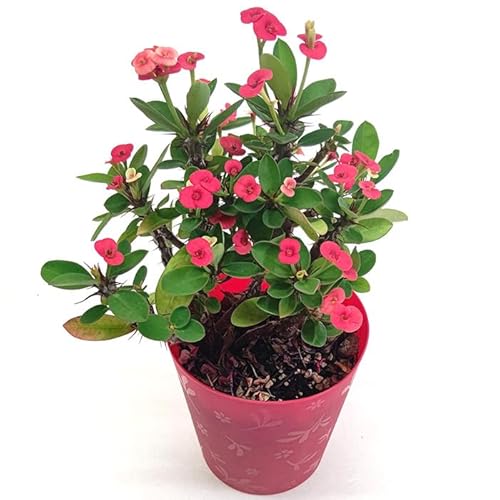 観葉植物 ハナキリン」の人気商品一覧 | 安い商品を通販サイトから探す