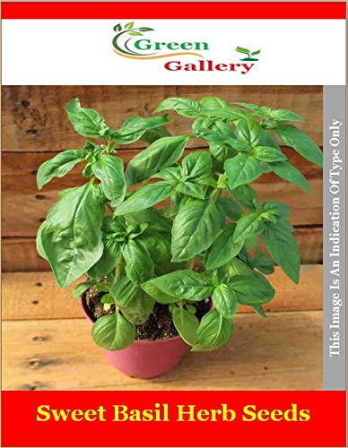 Green Gallery Sweet Basil (Italian Basil) Fresh Organic Herb Seeds for Home Terrace Indoor Outdoor and Kitchen Gardening Planting (Pack of 100+ Seeds)