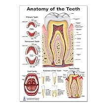 Blue Tree Publishing Teeth P Poster, tooth education and anatomy, size 12Wx17T