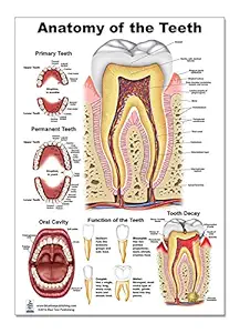 Blue Tree Publishing Inc., Teeth P Poster, tooth education and anatomy, size 12Wx17T