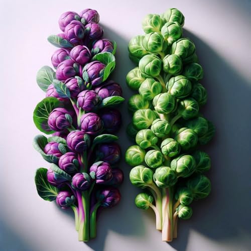 KIRA SEEDS - Seeds Brussels Sprouts Mix [Purple, Long Island]- Heirloom Vegetable - GMO Free - Thumbnail 3