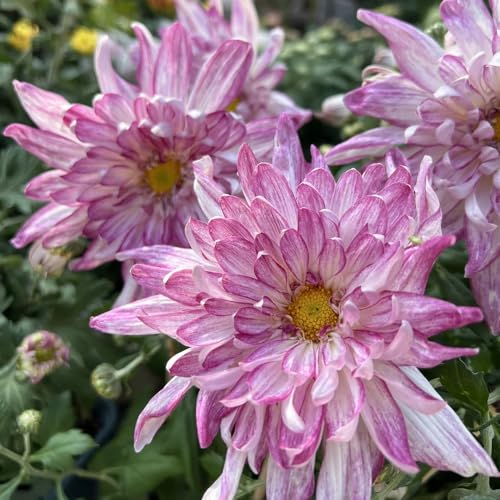 Semi resistenti di crisantemo di campo da balcone, recisi di crisantemo da balcone, balcone rampicanti resistenti, 200pcs