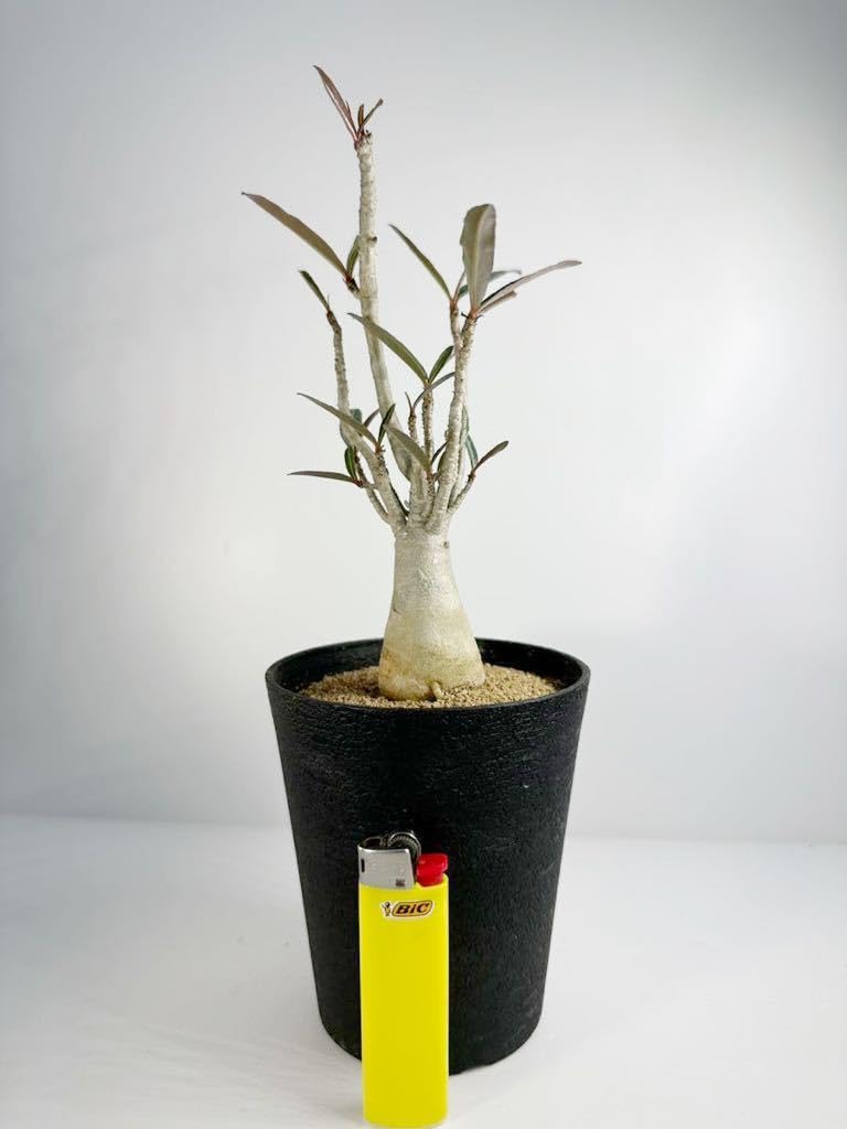 Amazon.co.jp: アデニウム ソマレンセ Adenium somalense ソマリア原産