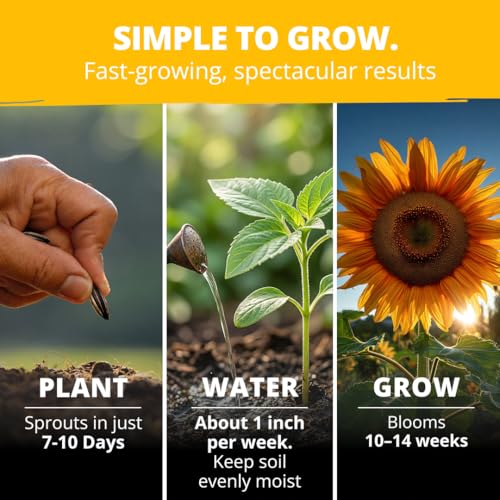 Image of HOME GROWN Sunflower Seeds to Plant | 520+ Giant Mammoth Sunflower Seeds for Planting Bulk Packet | Heirloom, High Germination, Easy to Grow Jumbo Sun Flower for Home Garden(Helianthus annuus)