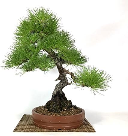 Japanese Black Pine Bonsai Tree (16)
