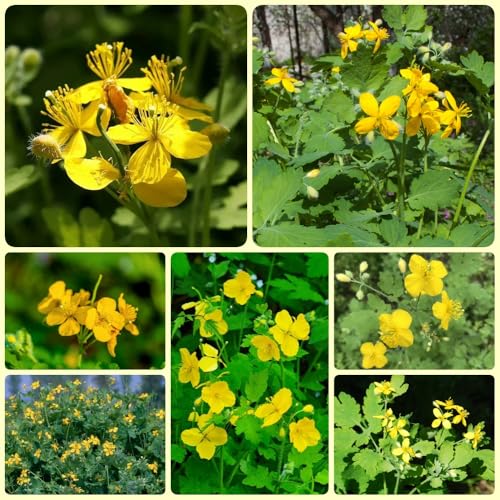 Semillas de celidonia, Chelidonium majus, semillas de hierbas medicinales, semillas de plantas semillas de plantas de celidonia, semillas de plantas exóticas Balcón de maceta de 200pcs