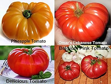 Mixed Seeds 30 Giant Tomato Seeds Mix of 19 Varieties Heirloom Non-GMO