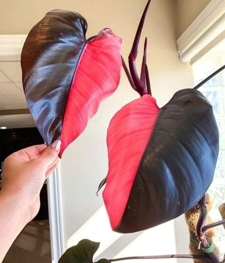 SVG® Philodendron Imported Flower Bulbs for Your Home and Gardening Pack of 2 Bulbs (BLACK PINK)-image-24