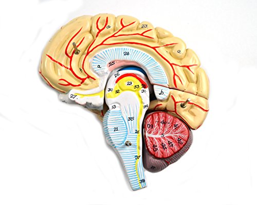 Image of Eisco Labs Model, Human Brain, with Arteries, 9 Parts