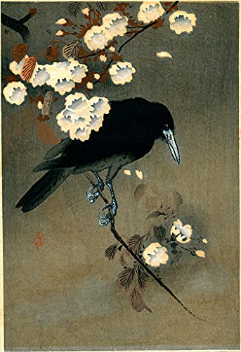 Papier peint grand format Coloray Le corbeau pour masquer les défauts du mur