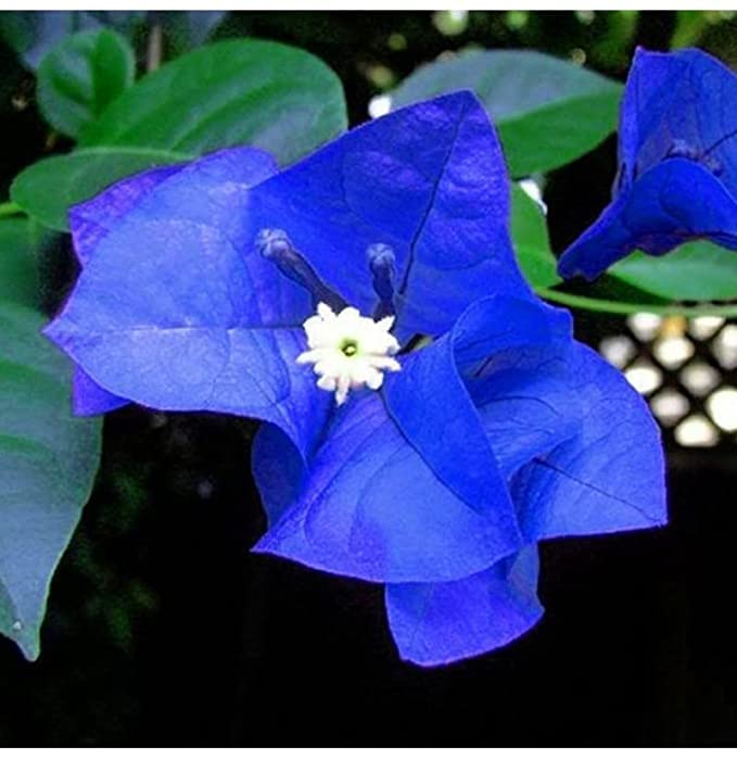 Healthy Vibe Bougainvillea live Plant Amazing Butterfly Attracting Plant- (B0BPLX5JX6) Amazon Price History, Amazon Price Tracker