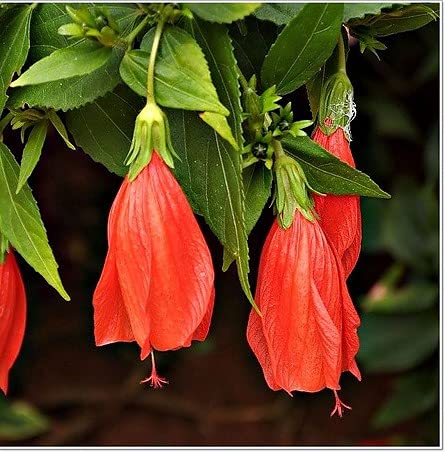 See full amazon price history chart for Green Paradise Hibiscus Chili Red Malvaviscus Live Plant Green Paradise Hibiscus Chili Red Malvaviscus Live Plant (B093DHC8D3) Amazon Price History, Amazon Price Tracker