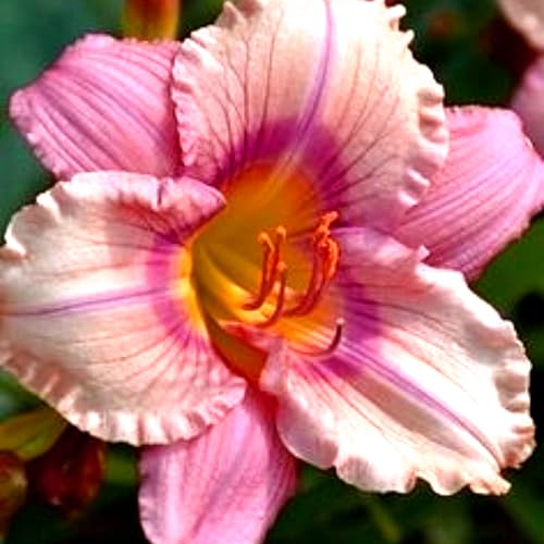 Hemerocallis de crecimiento rápido con estilo natural para decoración exterior-15Bulbos-X