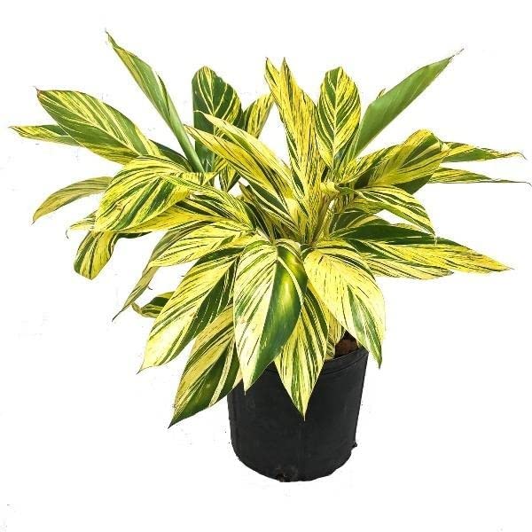 Garden Art Variegated Shell Ginger Plant in Growers Bag | Alpinia Zerumbet (B09YH598GD) Amazon Price History, Amazon Price Tracker