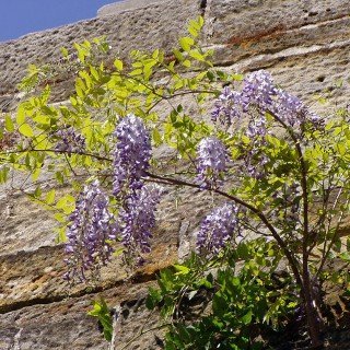 Wisteria sinensis  WINTERHART, MEHRJHRIG  Blauregen/Glyzinie   Kletterpflanze fr Pergola & Rankhilfe : Amazon.de: Garten