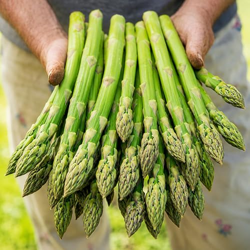 Jersey Giant Asparagus Crowns - 7 Pack | 2 Year Bare Root Live Plants | High Yield Cold Hardy Perennial Vegetable Roots | Premium Green Asparagus Garden Starter - 7 Healthy Crowns