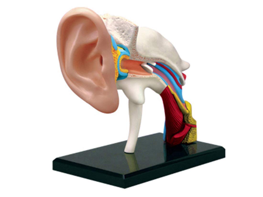 GTHTUHFD Educational Model Human Anatomy Assembly Model Biological Teaching Model Teaching Aid, Human Ear Model,Medical Models
