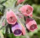 Heirloom Comfrey Seeds (Symphytum Officinale) – Non-GMO Perennial Herb for Medicinal Use, Natural Skincare, Compost Tea, and Ornamental Gardening (100)