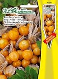 Chrestensen Andenbeere 'Physalis peruviana' für Frischverzehr, schmackhaft, vitaminreich