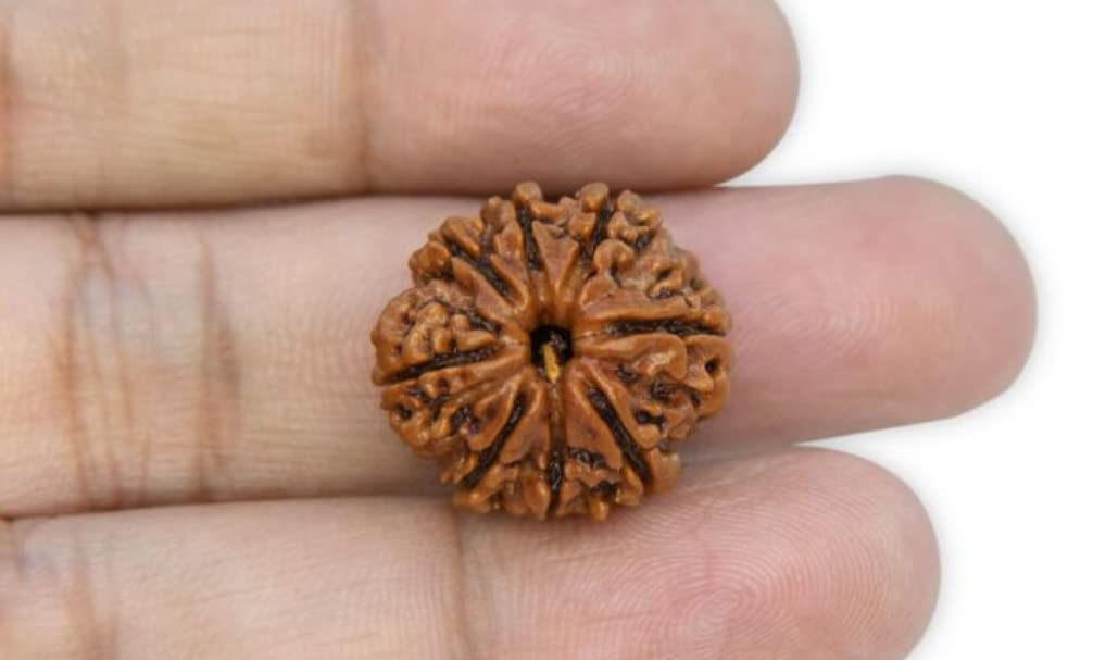 Astro Cart Precious Aath Mukhi Rudraksha Original Certified by Lab Oval Shape अष्ट मुखी रुद्राक्ष Brawn Holy Beads Nepali 8 Mukhi Rudraksha 20mm Rare Eight Face Rudraksha for Puja Purpose 1