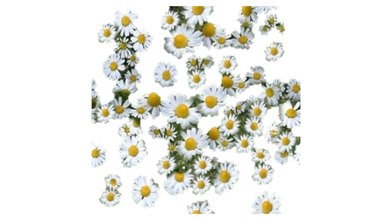 Amazon.co.jp: 植物種子 カモミール 種 300粒 : DIY・工具・ガーデン