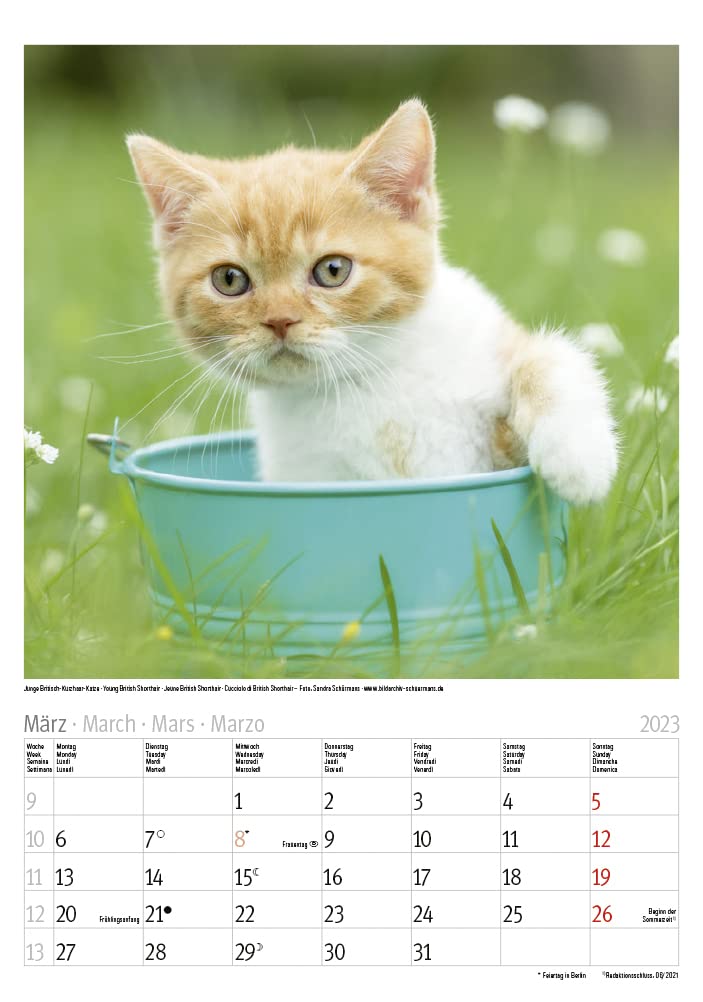 Katzen 2023