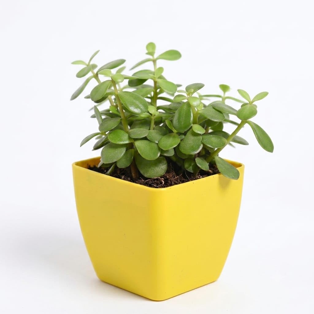 Jade Plant in Yellow Matte Square Pot, 3.5 Inch | Well-Draining Soil Mix, Waxy Succulent Leaves, Food-Safe Plastic Pot, 7.5 Inch Total Height, Fits in Palm-image-37