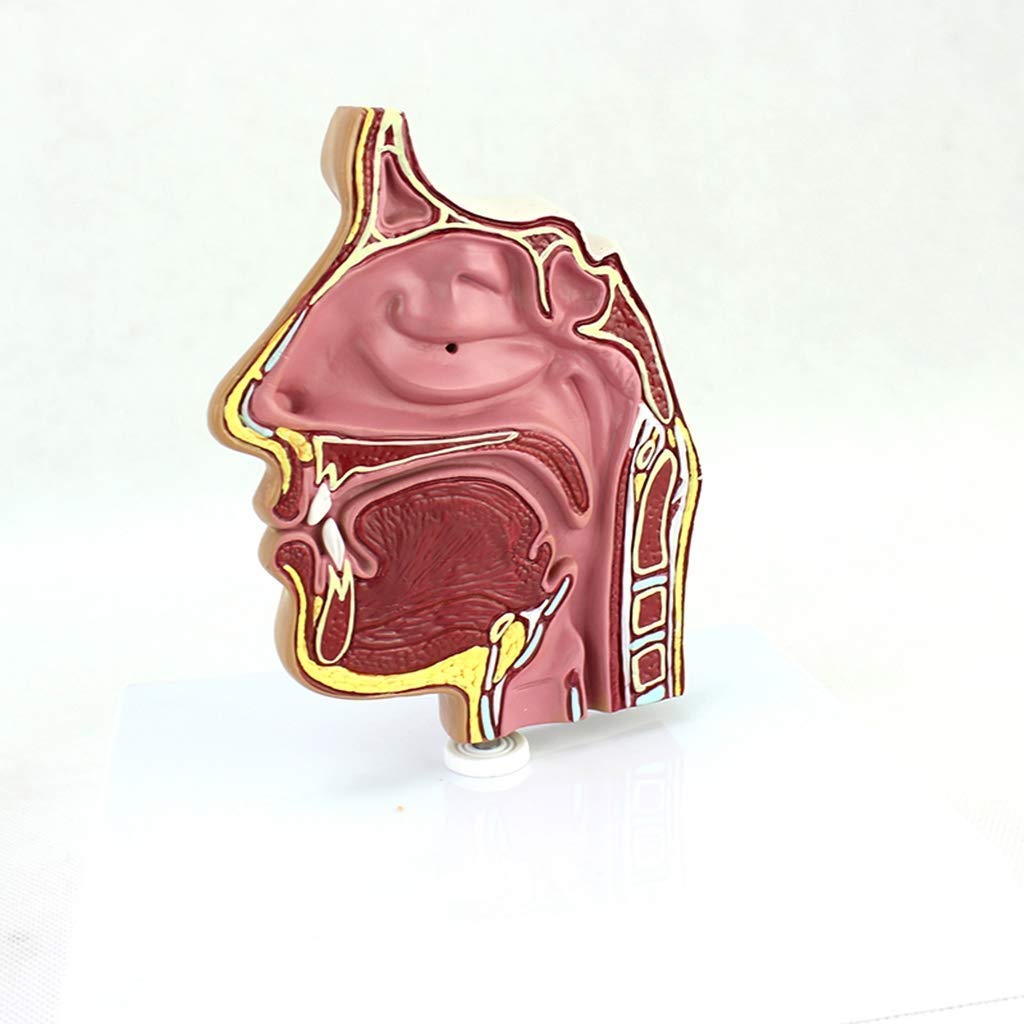 Model edukacyjny ludzki staw łokciowy, model naturalnej wielkości, staw łokciowy z więzadłami, do nauczania, medyczny, anatomiczny model szkieletu, materiał PCW, model stawów ludzkich, modele medyczne