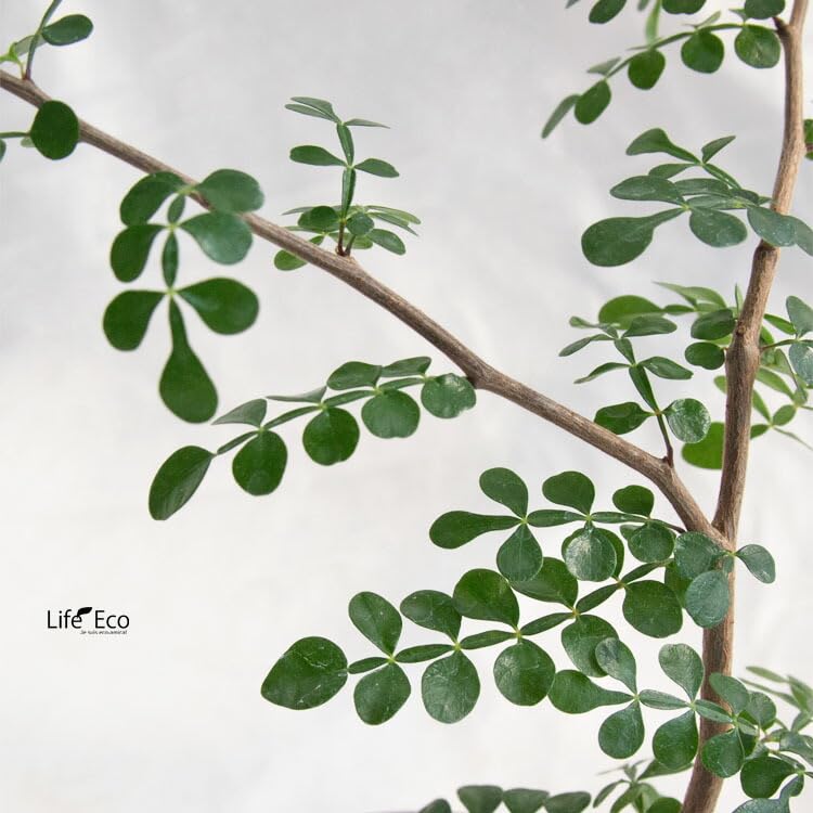 Amazon.co.jp: 塊根植物 セネシオ・オペルクルカリア・ボレアリス