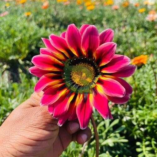 Image of Gazania Sunshine Mix Flower Seeds Pack of 50 Plus Seeds Multicolor Daisy Flower Seeds for Home Garden Balcony Pots Outdoor Gardening(Gazania sun shine)