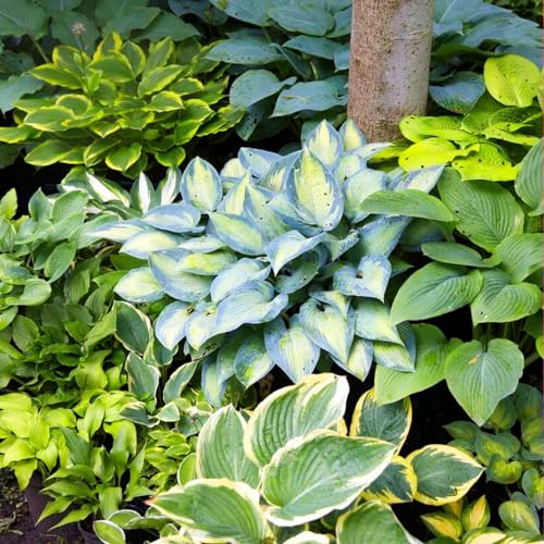 Colección perenne Hosta Shade Garden, mezcla Hosta de 5 híbridos en 5 variedades, grandes plantas Funkia, plantas perennes resistentes de raíz desnuda de Holanda (sin bulbos de semillas)
