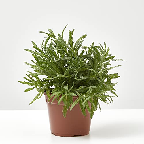 Verdecora Lavanda | Lavandula, espliego | Hierbas aromáticas | Planta natural de exterior (Maceta Ø13cm)