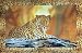 LEOPARD ART PRINT Amazing Poster RARE HOT NEW 24X36