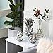 Deco 79 Polystone Fruit Decorative Sculpture with Mirror Accents, Set of 3 10