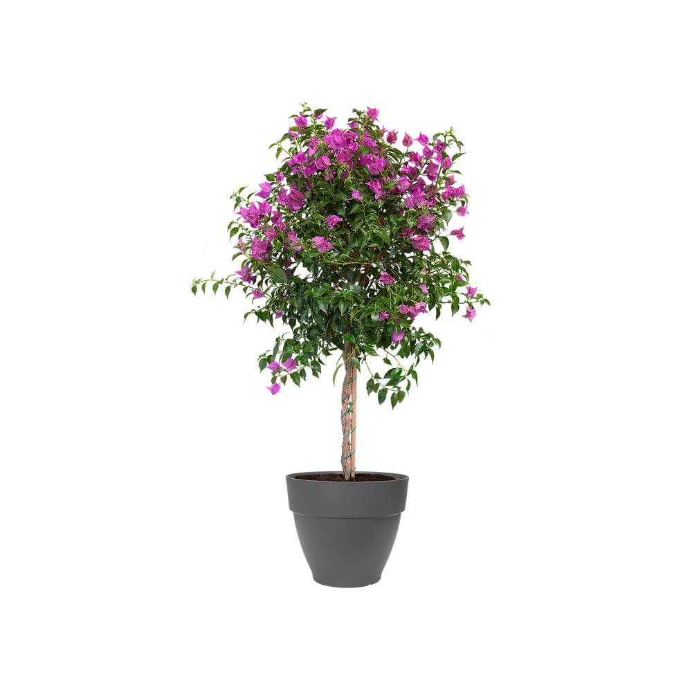 Elho Vibia Campana 65cm Maceta - Anthracite | ∅ 65 x 56 cm | Macetero por Exterior | Plástico 100% reciclado