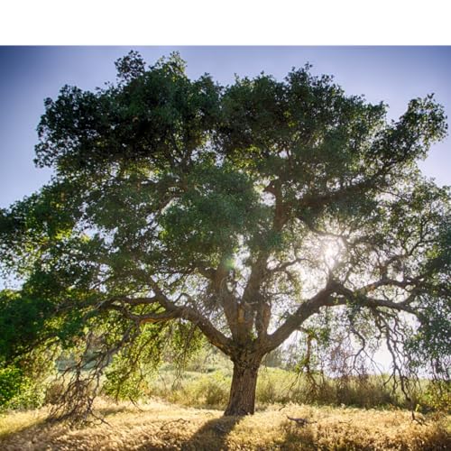 ADDBIBLE&reg; Genesis 39 - Do You Stand Firm?