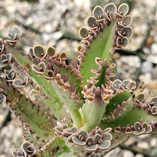 Kalanchoe Houghtonii Cacti Cactus Succulent Real Live Plant #TOP4