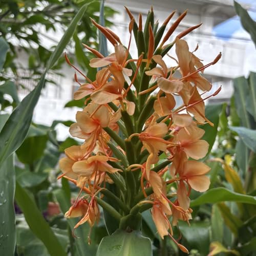 ジンジャー オレンジ苗1球のサムネイル