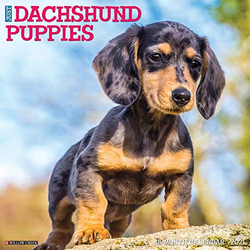 Télécharger Just Dachshund Puppies 2021 Calendar Gratuit