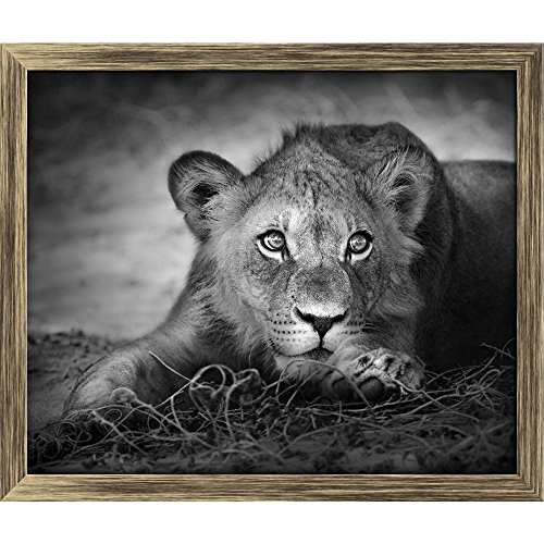 ArtzFolio Lion Panthera Leo Canvas Painting Antique Gold Wood Frame 23.7 X 20Inch